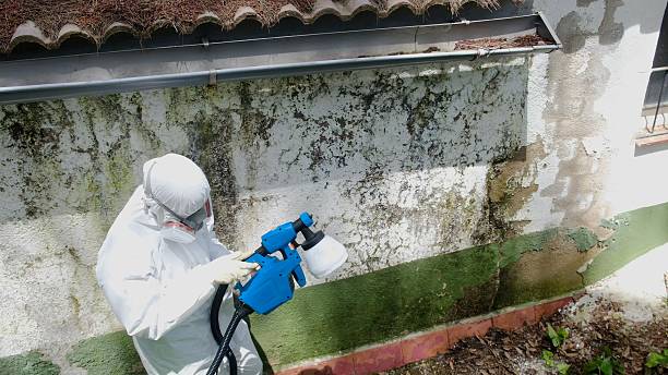 Mold Removal service in Boyce